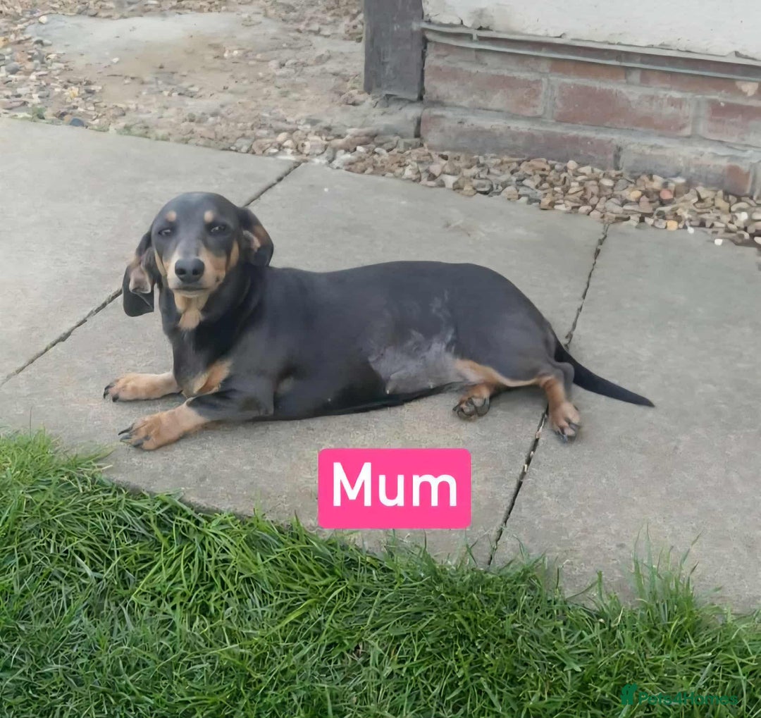 Miniature Dachshund dogs for sale: Miniature Dachshunds  - Image 4