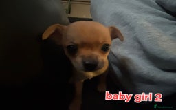 Chihuahua dogs for sale: Super tiny chihuahua girls for sale - Image 8