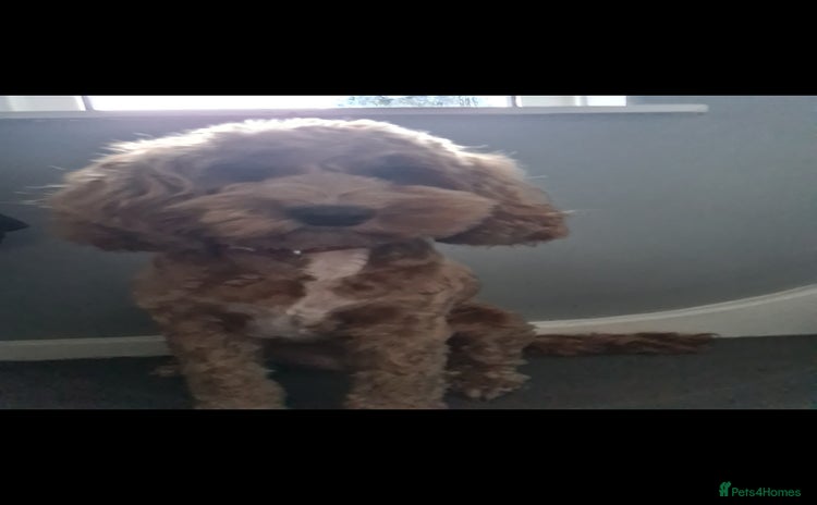 Cockapoo dogs Rehoming due to desperate change in circumstances  - Advert 1