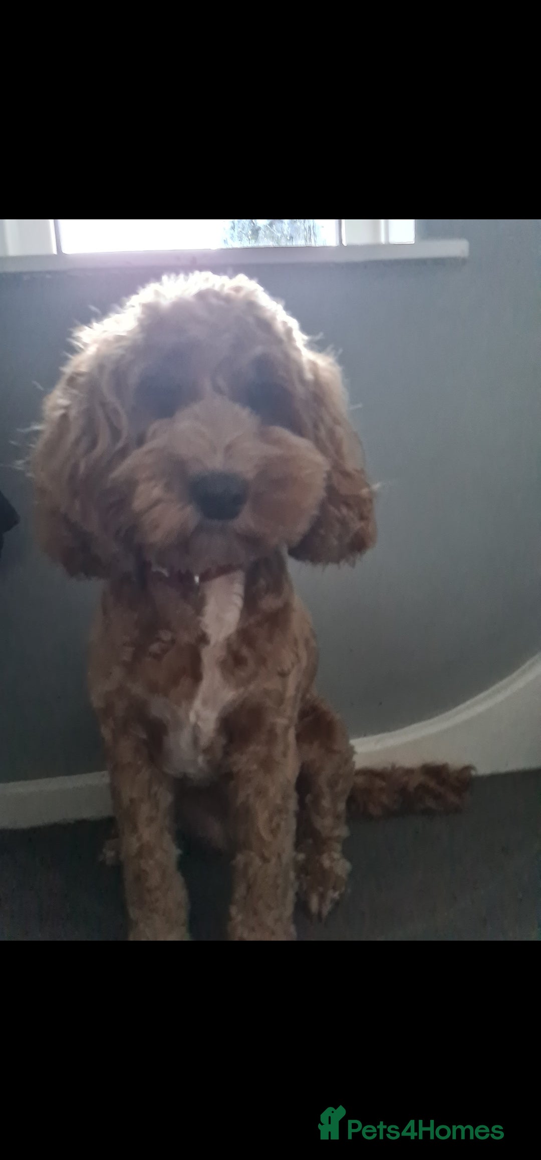 Cockapoo dogs for sale: Rehoming due to desperate change in circumstances  - Advert 1