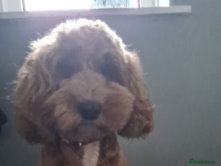 Cockapoo dogs Rehoming due to desperate change in circumstances - Advert 2