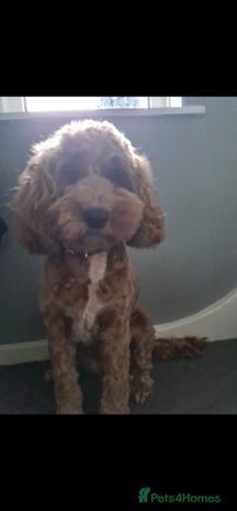 Cockapoo dogs Rehoming due to desperate change in circumstances - Advert 1