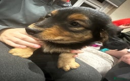 Miniature Dachshund dogs for sale: Miniature dachshund puppies  - Advert 13