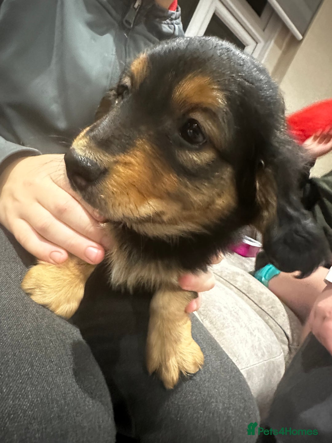 Miniature Dachshund dogs for sale: Miniature dachshund puppies  - Advert 13