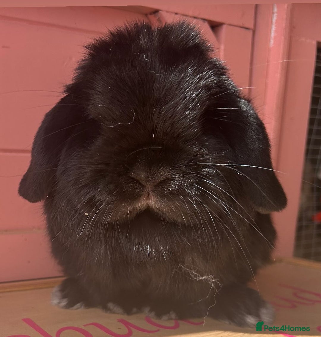 Mini Lop rabbits for sale: Waiting list open for Mini lops & lionlops - Image 6