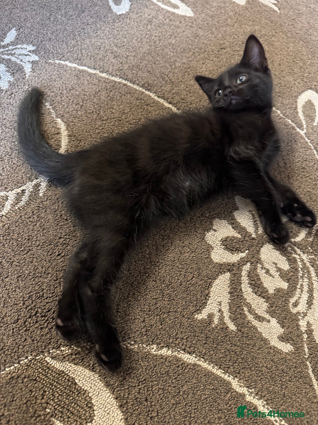 American Shorthair cats for sale: 2 BLACK FEMALE KITTENS FOR SALE - Image 11