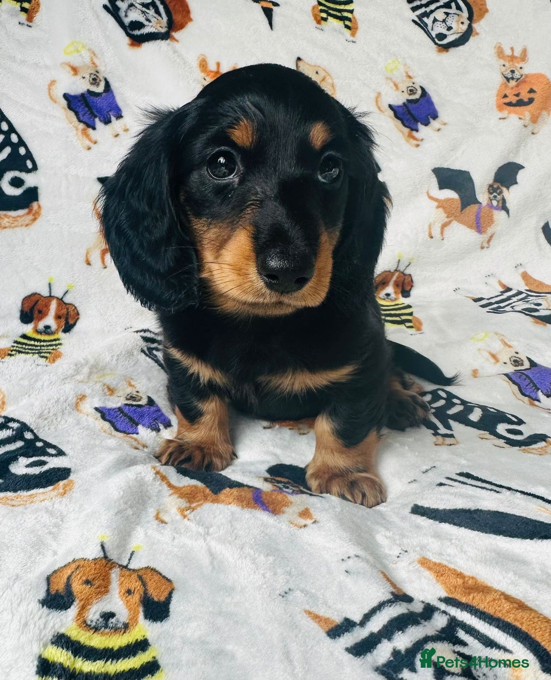 Miniature Dachshund dogs for sale: Ready NOW Stunning KC long haired mini dachshund  - Advert 16