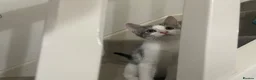 Mixed Breed cats for sale: Beautiful grey, white and tabby kittens for sale - Advert 3