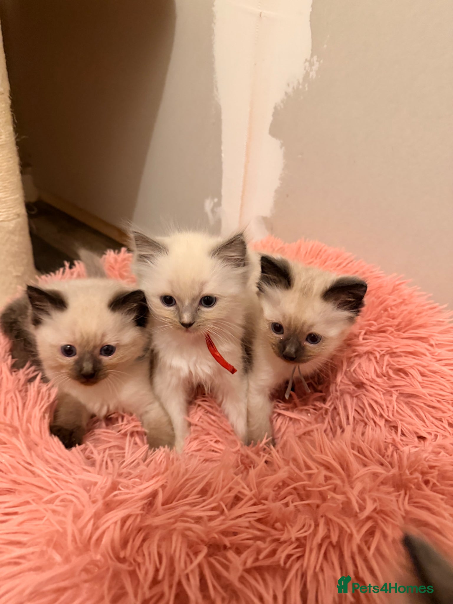 Ragdoll cats Last 3 Beautiful ragdoll kittens READY NOW!! - Advert 17