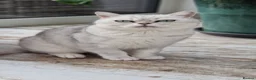 Scottish Fold cats for sale: Stuning Schottish straight Adult Cat🐈  - Advert 8