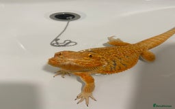 Bearded Dragon reptiles for sale: Bearded dragon - 5/6 years old - Image 3