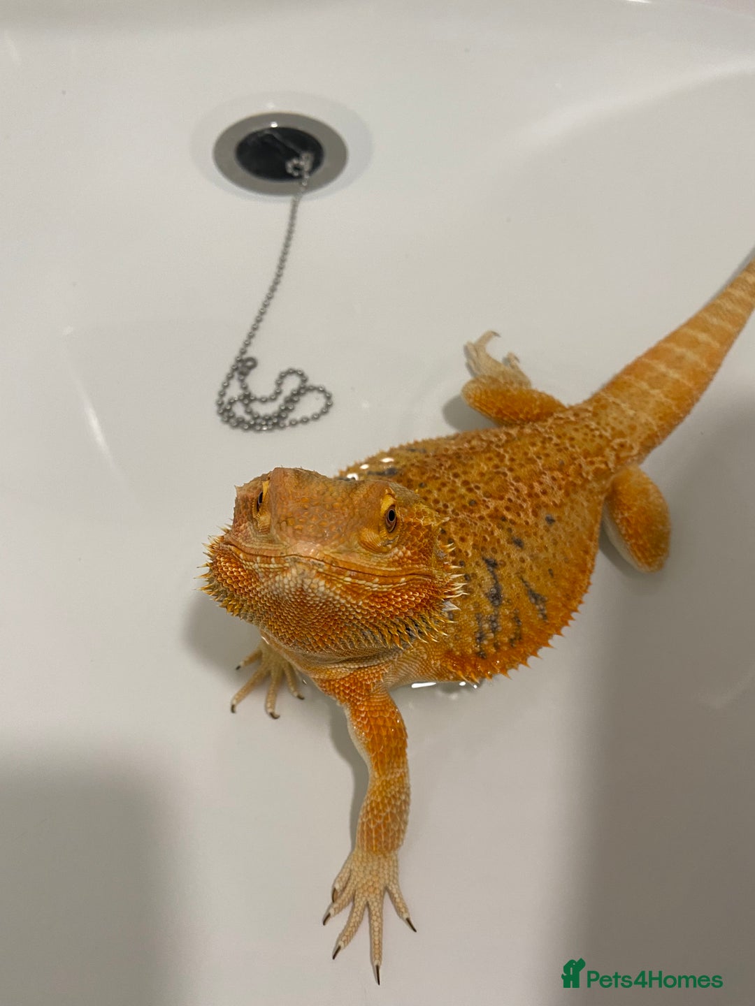 Bearded Dragon reptiles for sale: Bearded dragon - 5/6 years old - Image 3