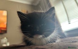 Mixed Breed cats for sale: Beautiful mixed breed kittens  - Image 3