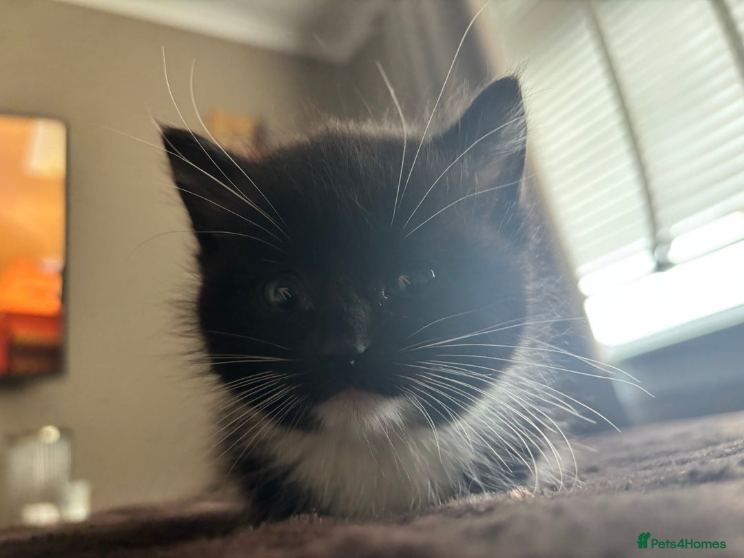 Mixed Breed cats for sale: Beautiful mixed breed kittens  - Image 3