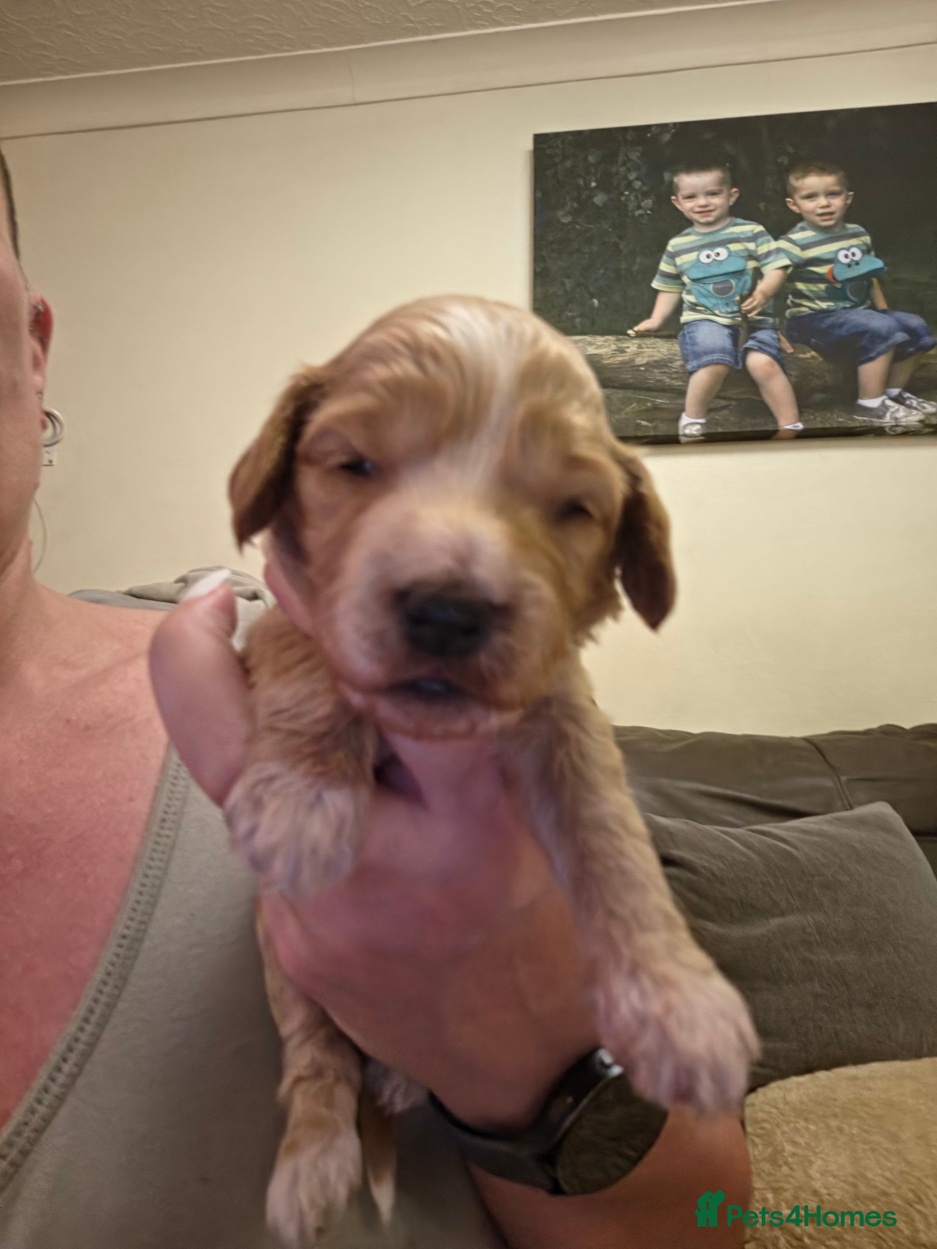 Cockapoo dogs for sale: Gorgeous F1 Cockapoo puppies  in Mansfield - Advert 11