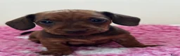 Miniature Dachshund dogs for sale: Kc reg/PRA clear mini red boy - Advert 3