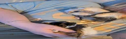 Guinea Pig rodents for sale: 2 male guinea pigs  - Advert 10