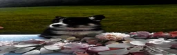 Welsh Corgi Pembroke dogs for sale: Stunning champion breed Tri Corgi Puppies  - Advert 27