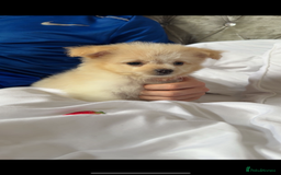 Mixed Breed dogs for sale: Beautiful Pomachons  - Image 9