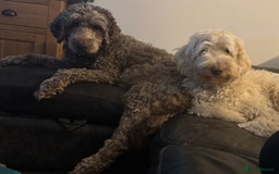 Labradoodle dogs for sale: Labradoodle 12th+ generation  - Image 14