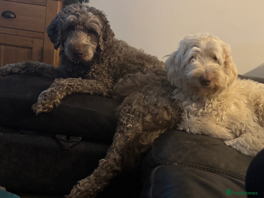 Labradoodle dogs for sale: Labradoodle 12th+ generation  - Image 14
