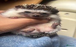 Pygmy Hedgehog rodents for sale: Female African Pygmy Hedgehog – all included - Image 3