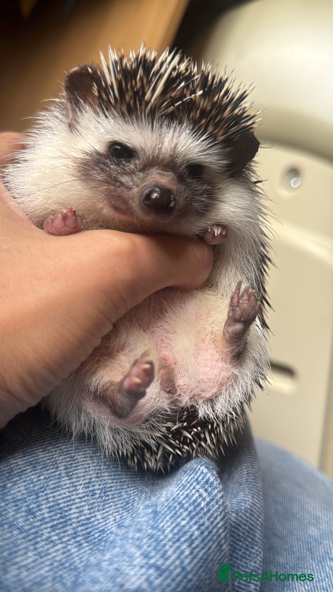 Pygmy Hedgehog rodents for sale: Female African Pygmy Hedgehog – all included - Image 3