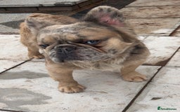 French Bulldog dogs for stud: Fluffy frenchie  - Advert 2