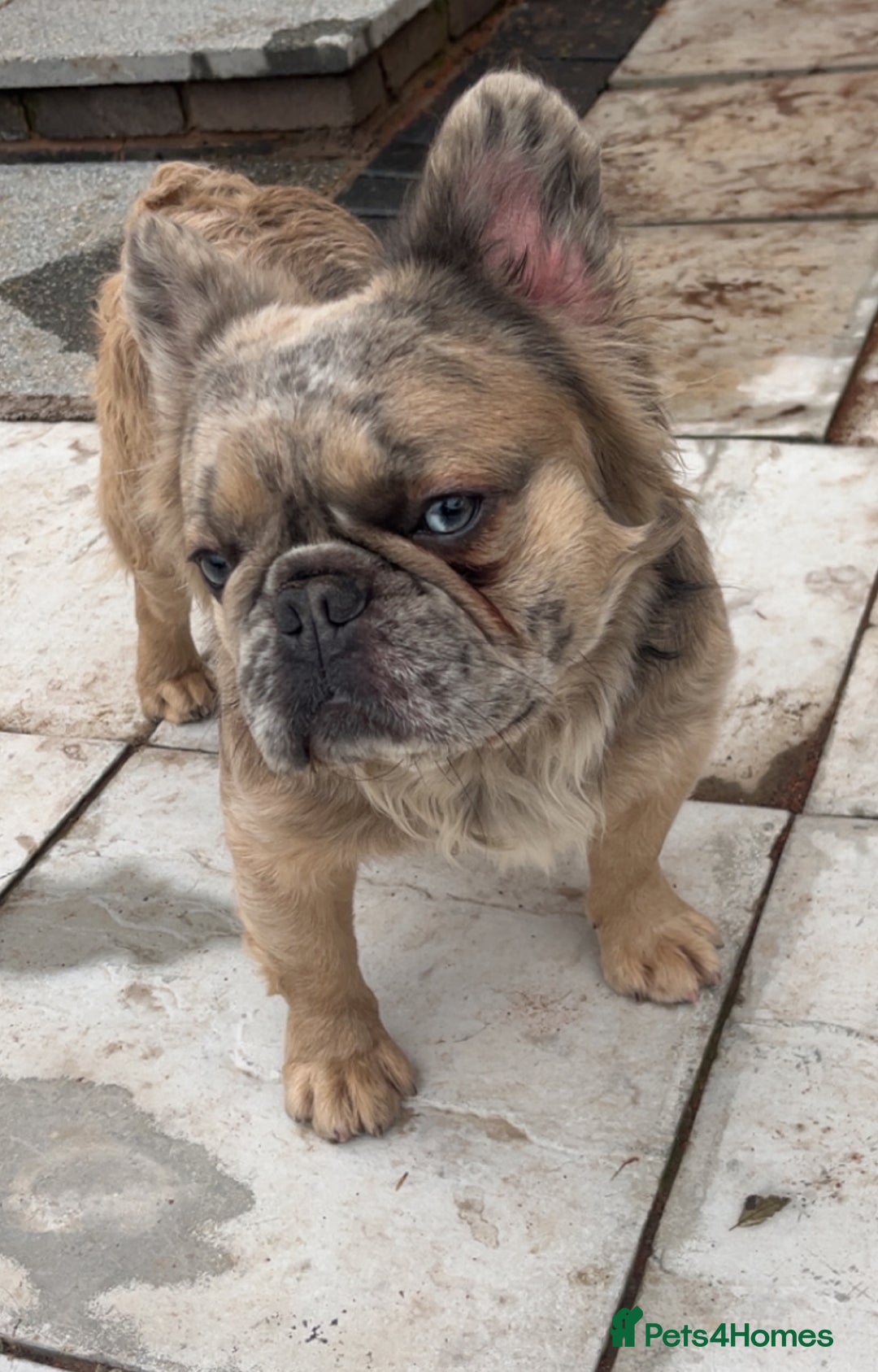 French Bulldog dogs for stud: Fluffy frenchie  - Advert 2