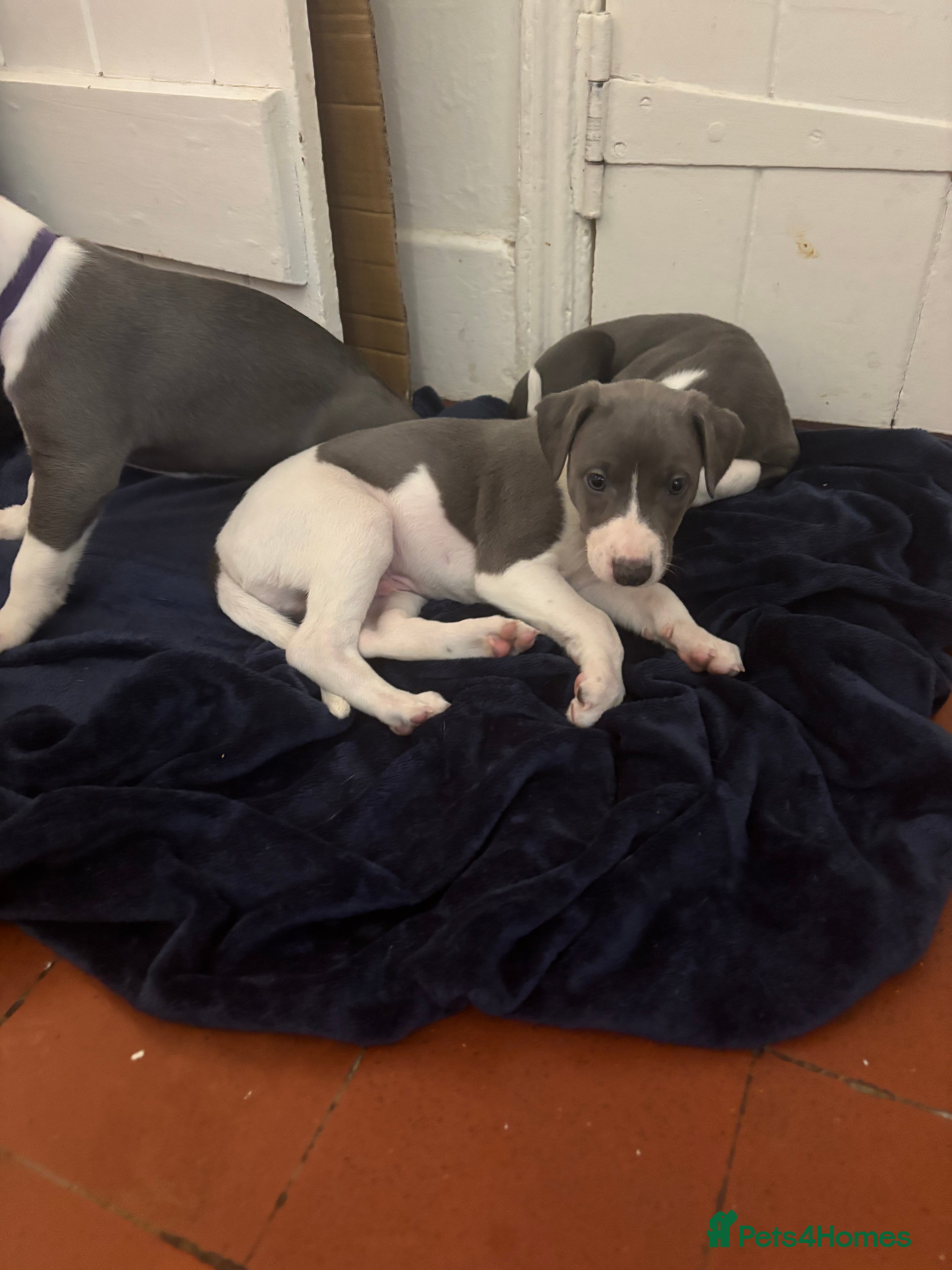 Whippet dogs Wonderful whippets  - Advert 5