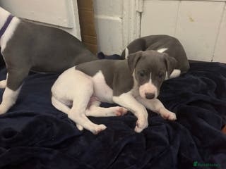 Whippet dogs Wonderful whippets - Advert 11