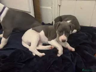 Whippet dogs Wonderful whippets - Advert 3