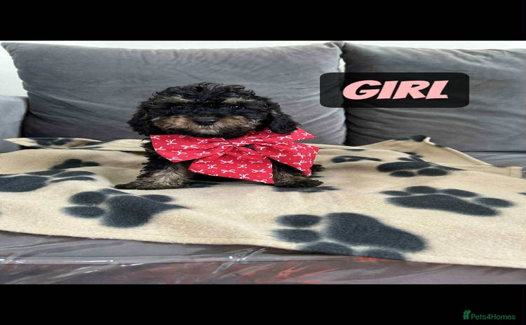 Cockapoo dogs - Advert 5