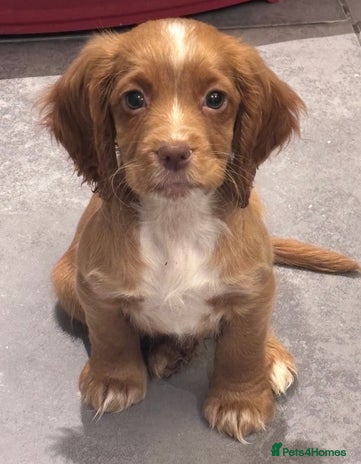 Cocker Spaniel dogs - Advert 3