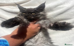 Maine Coon cats for sale: STUNNING MAINE COON SMOKE (tica activereg ) - Image 22
