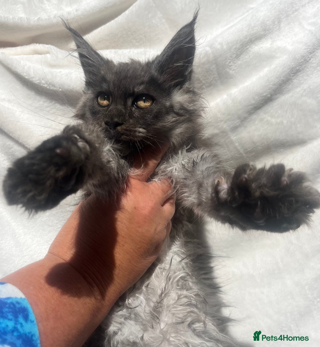 Maine Coon cats for sale: STUNNING MAINE COON SMOKE (tica activereg ) - Image 22
