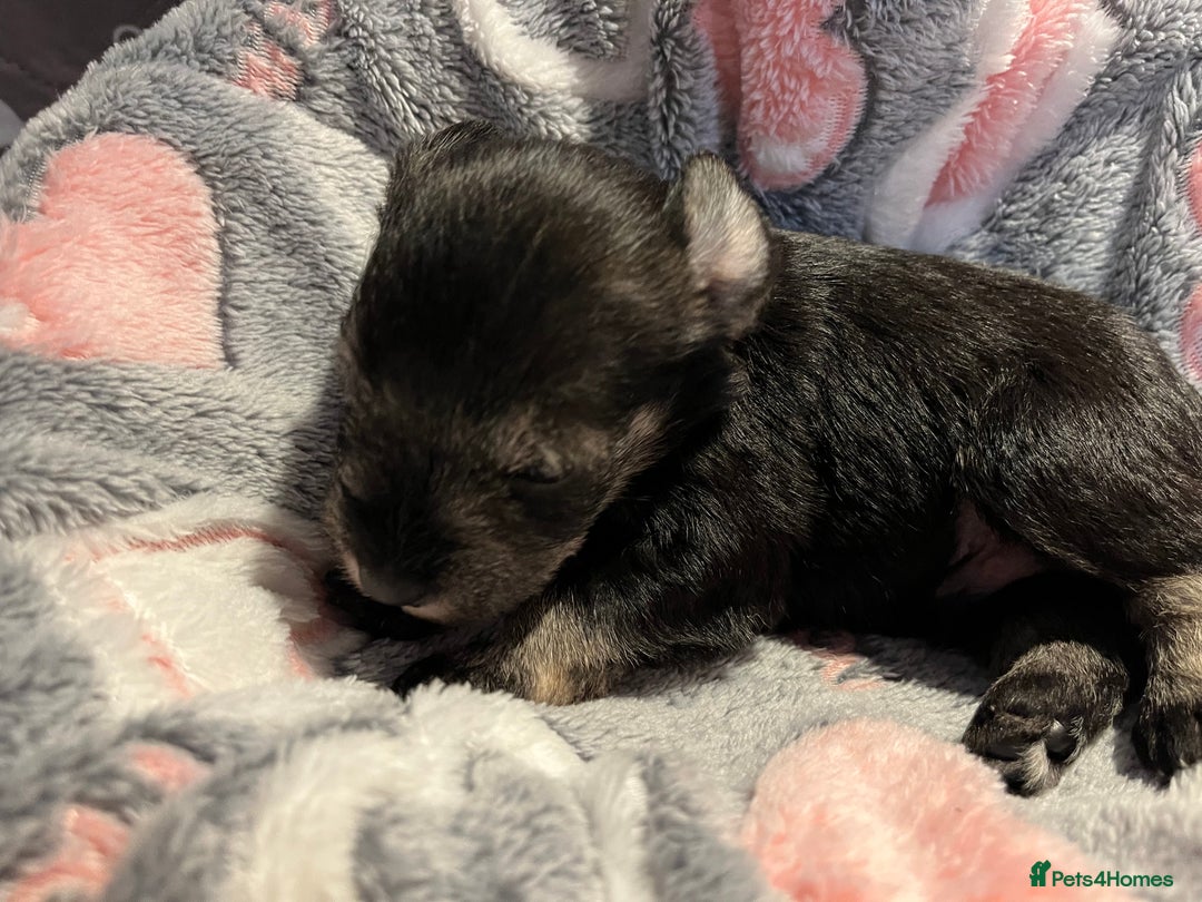 Miniature Schnauzer dogs for sale: Beautiful KC miniature Schnauzers  - Advert 26