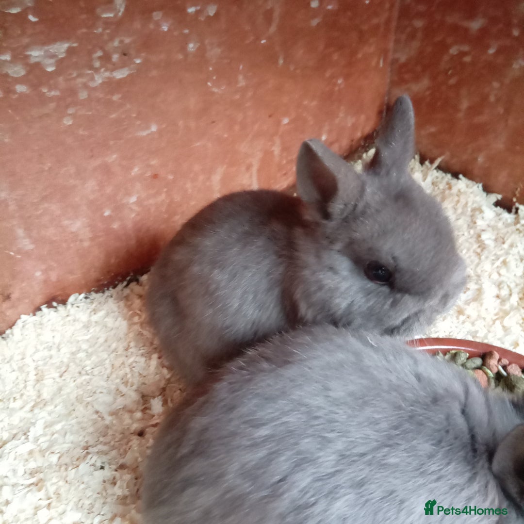 Netherland Dwarf rabbits for sale: Netherland dwarf baby's and young adults  - Advert 1