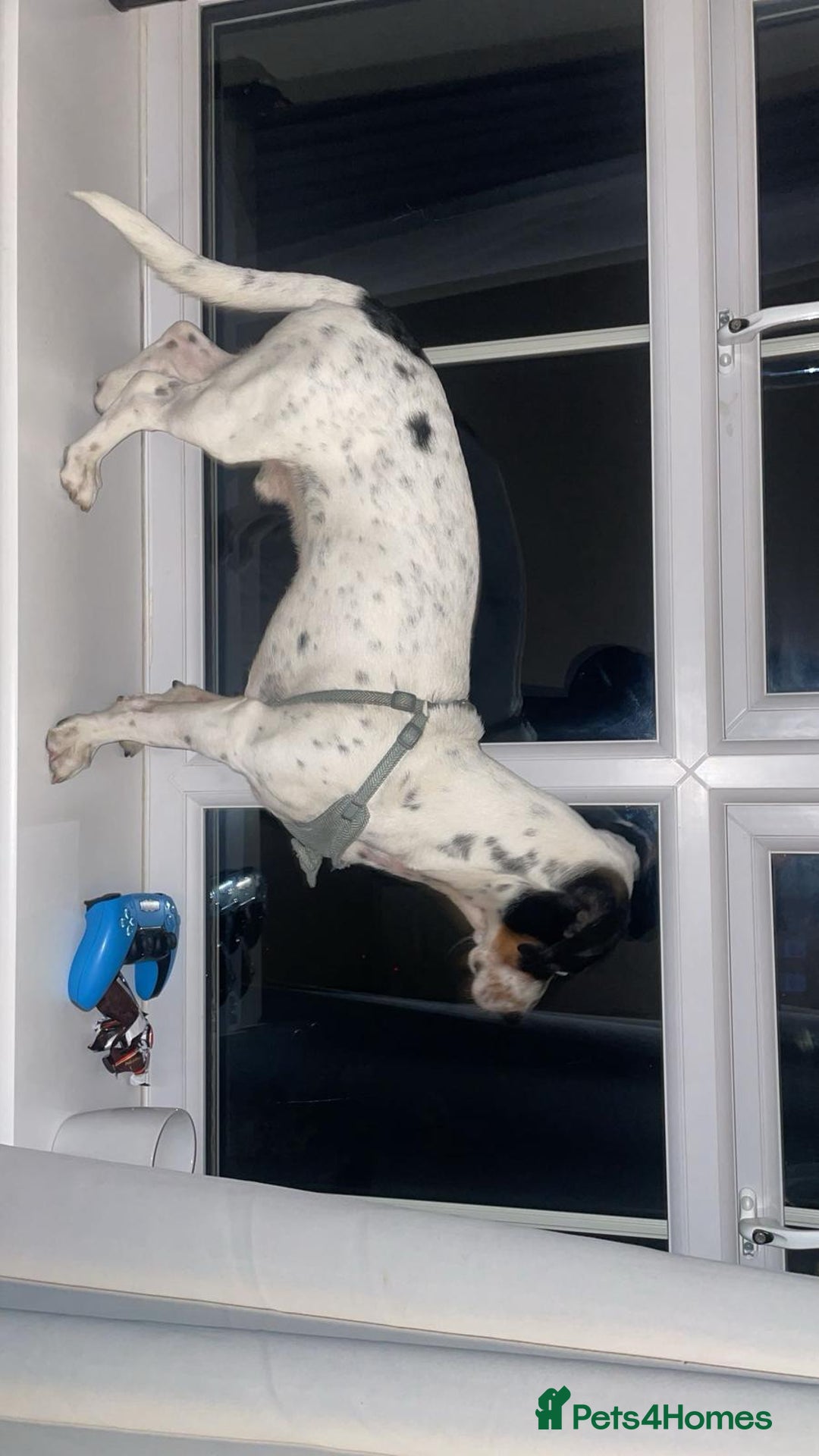 Mixed Breed dogs for adoption: 💙Max-10-month-old Jack Russell cross💙 - Advert 8