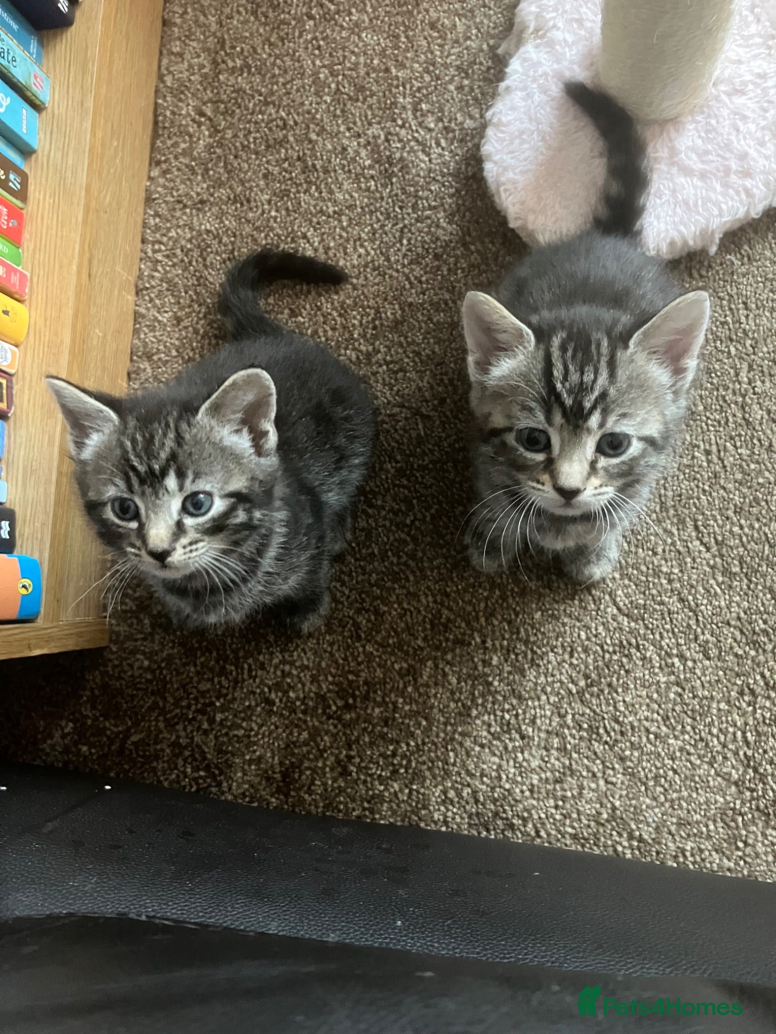 Domestic Shorthair cats Litter of 4 for sale - Advert 3