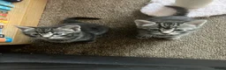 Domestic Shorthair cats for sale: Litter of 4 for sale - Advert 25
