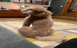 Irish Doodle dogs for sale: F1 Standard Irish-doodles Parents DNA Clear & Hips - Image 6