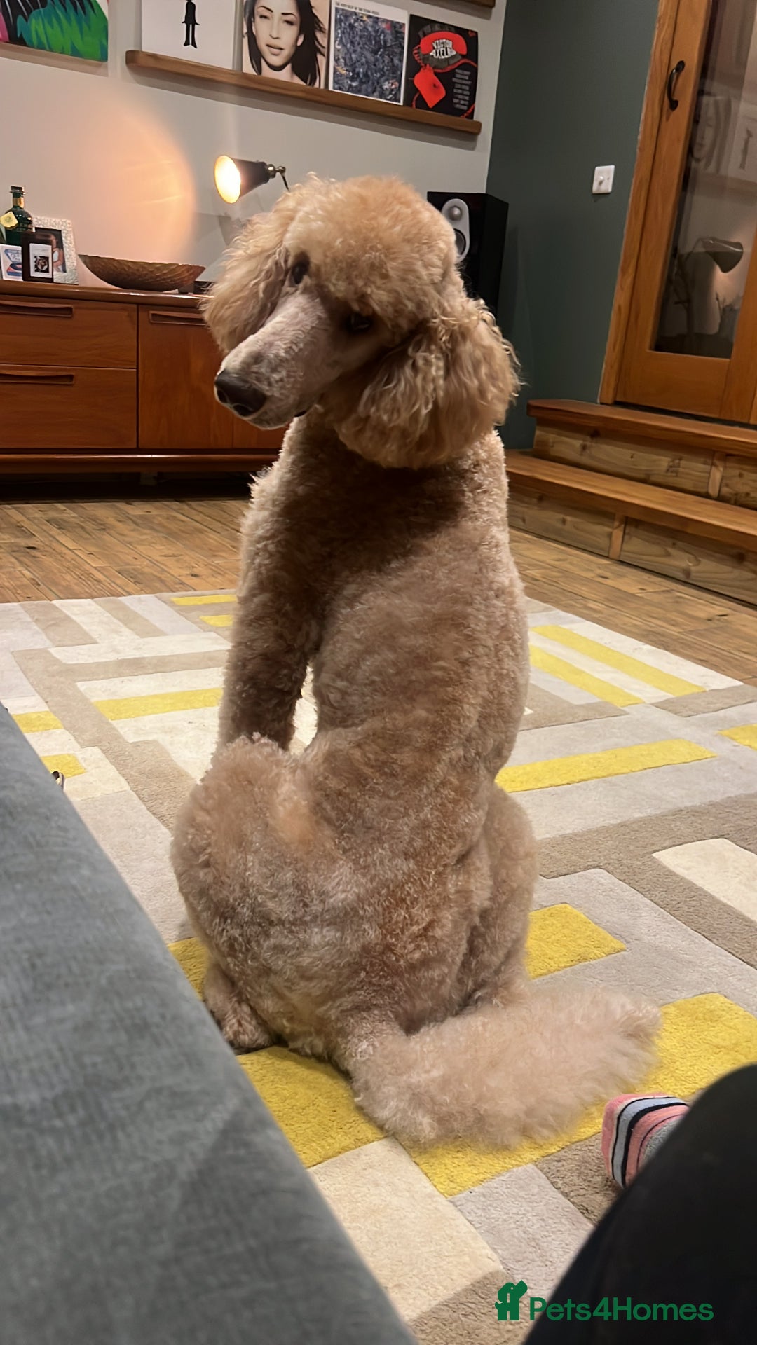 Irish Doodle dogs for sale: F1 Standard Irish-doodles Parents DNA Clear & Hips - Image 6