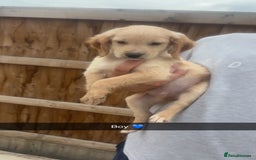 Mixed Breed dogs for sale: Beautiful Sprizla Puppies  - Image 27