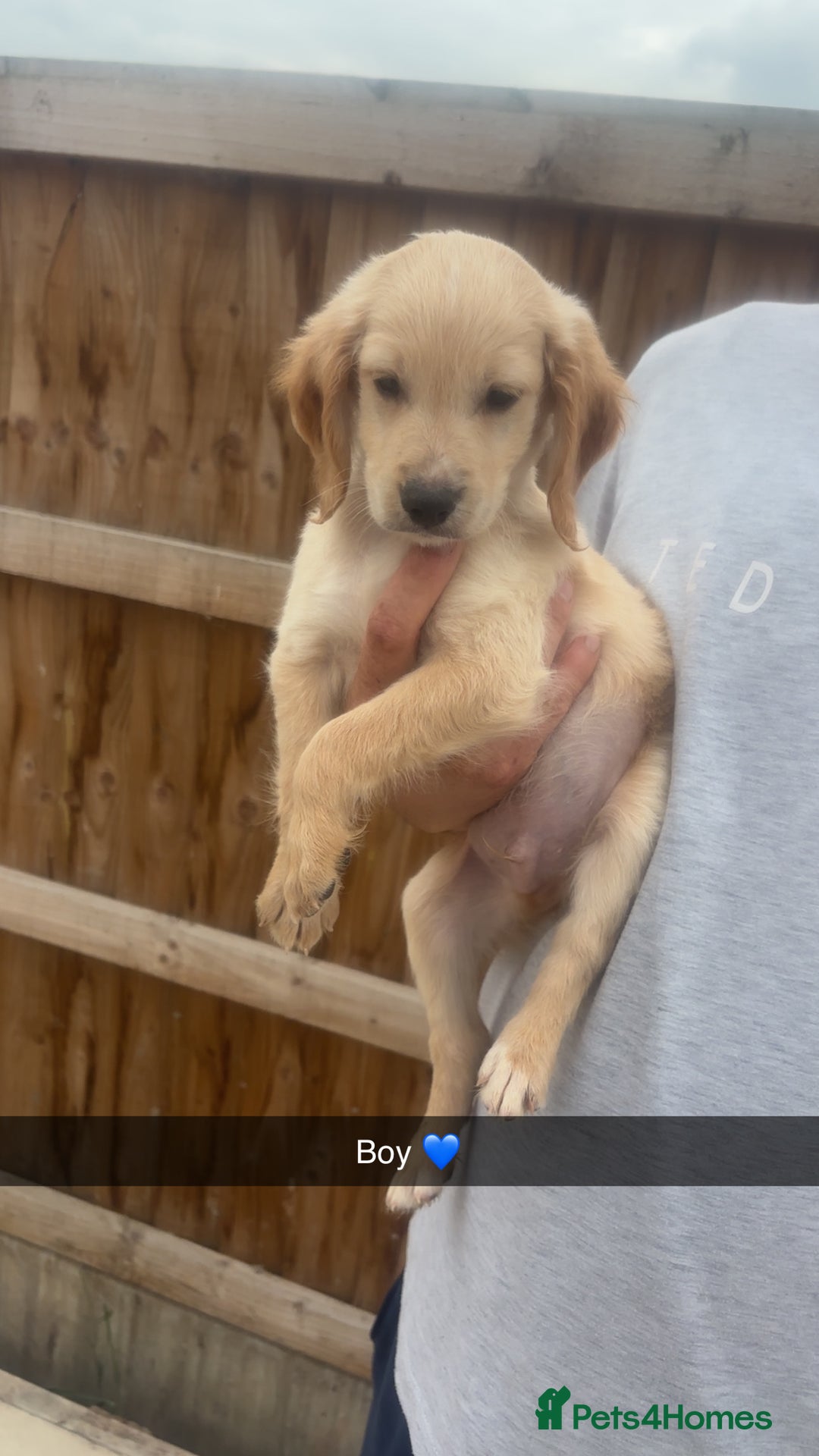 Mixed Breed dogs for sale: Beautiful Sprizla Puppies  - Image 27