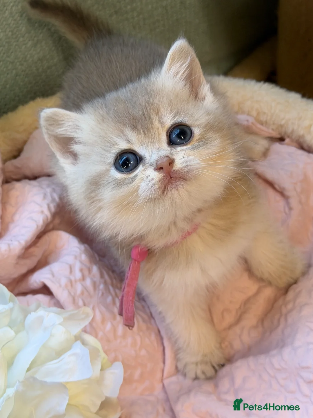 British Shorthair cats for sale: British shorthair adorable Blu golden GCCF kitens - Advert 25
