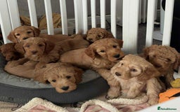 Cockapoo dogs for sale: Cockapoo F2 Puppies - Image 2