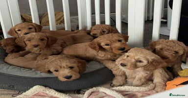Cockapoo dogs - Advert 5
