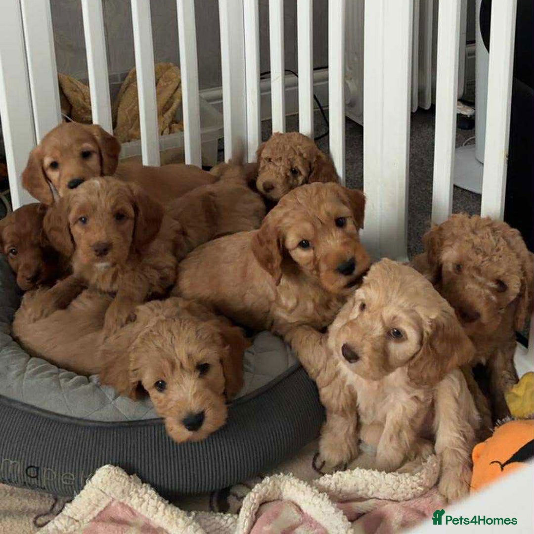 Cockapoo dogs for sale: Cockapoo F2 Puppies - Image 2