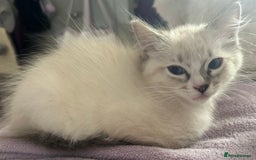 Ragdoll cats for sale: 😻 2 HANDSOME 11 WEEK OLD MALE RAGDOLL KITTENS 😻 - Image 8